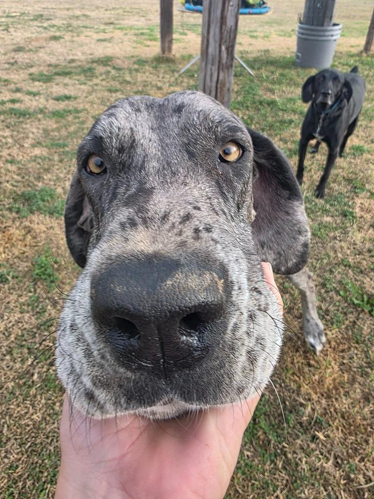 Enlarge Valley, an adopted Great Dane in Waco, TX image 2/2