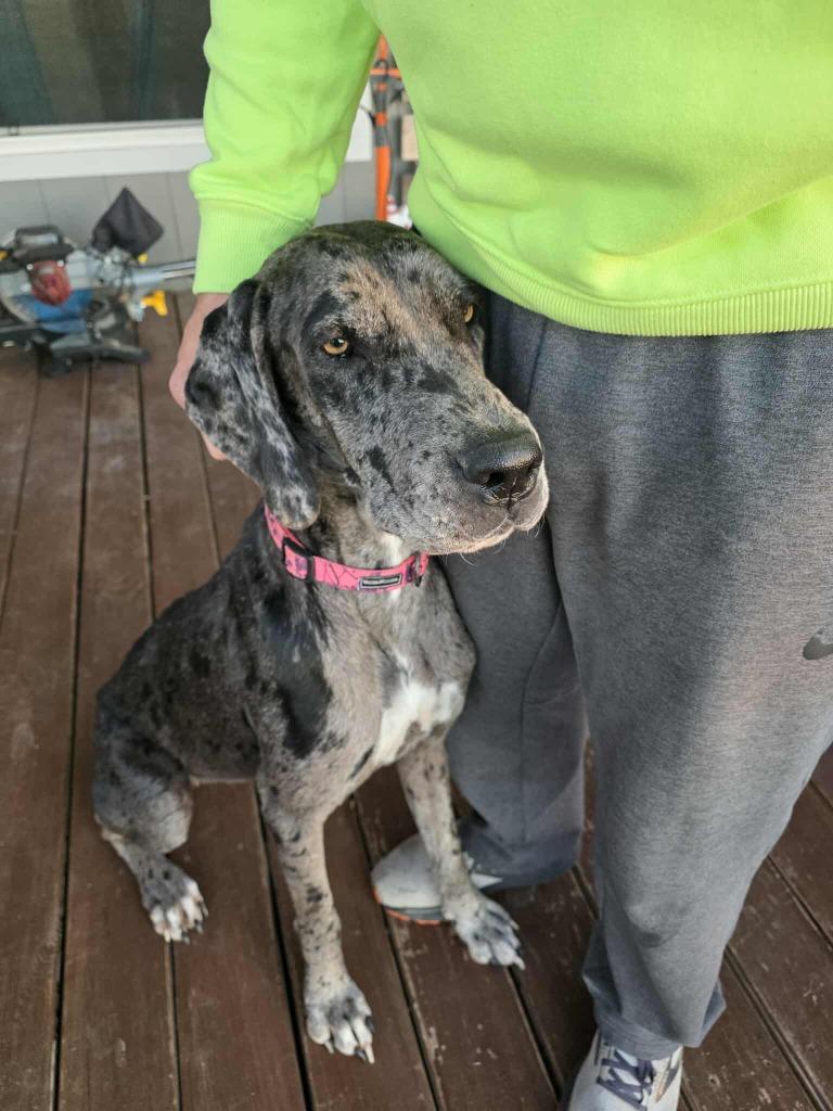 Enlarge Valley, an adopted Great Dane in Waco, TX image 1/2