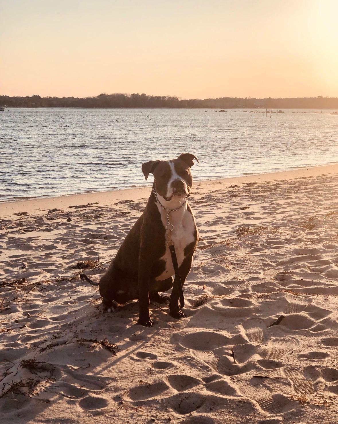 Enlarge Harold *Courtesy Post*, a Adoptable mixed breed in New Boston, NH image 2/6