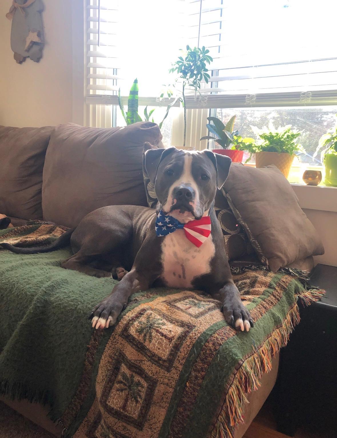 Enlarge Harold *Courtesy Post*, a Adoptable mixed breed in New Boston, NH image 3/6