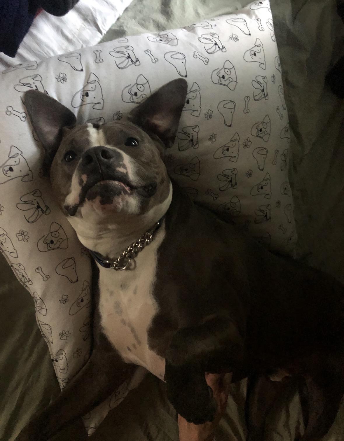 Harold *Courtesy Post*, a Adoptable mixed breed in New Boston, NH image 5/6