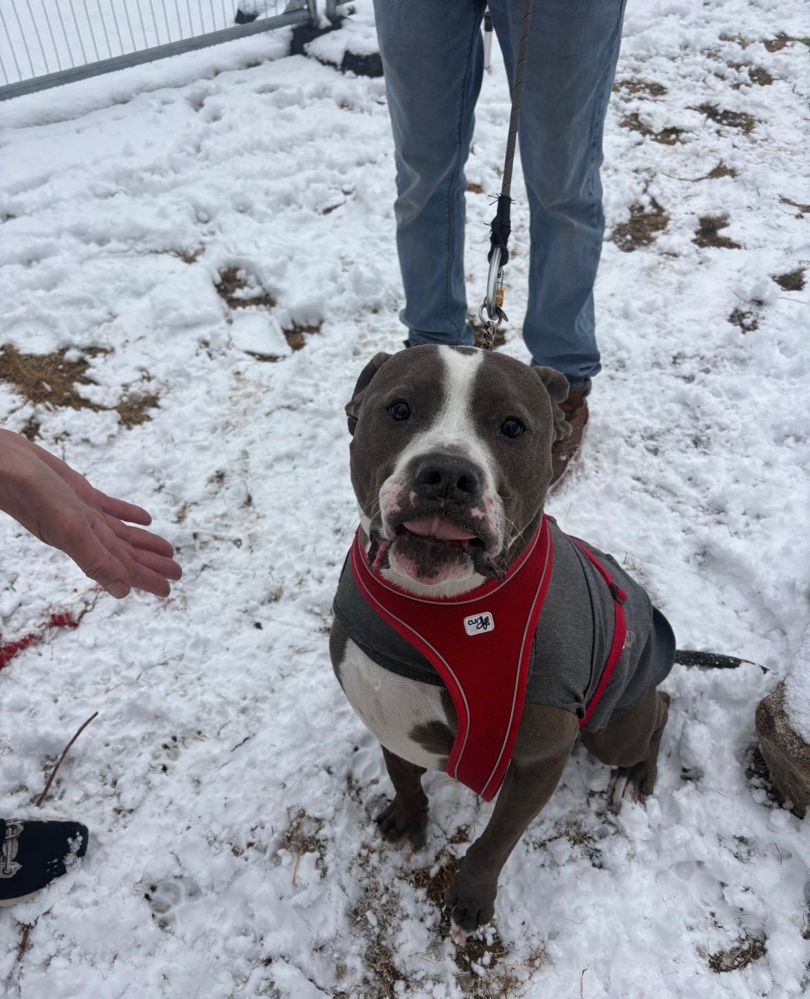 Enlarge Harold *Courtesy Post*, a Adoptable mixed breed in New Boston, NH image 5/6
