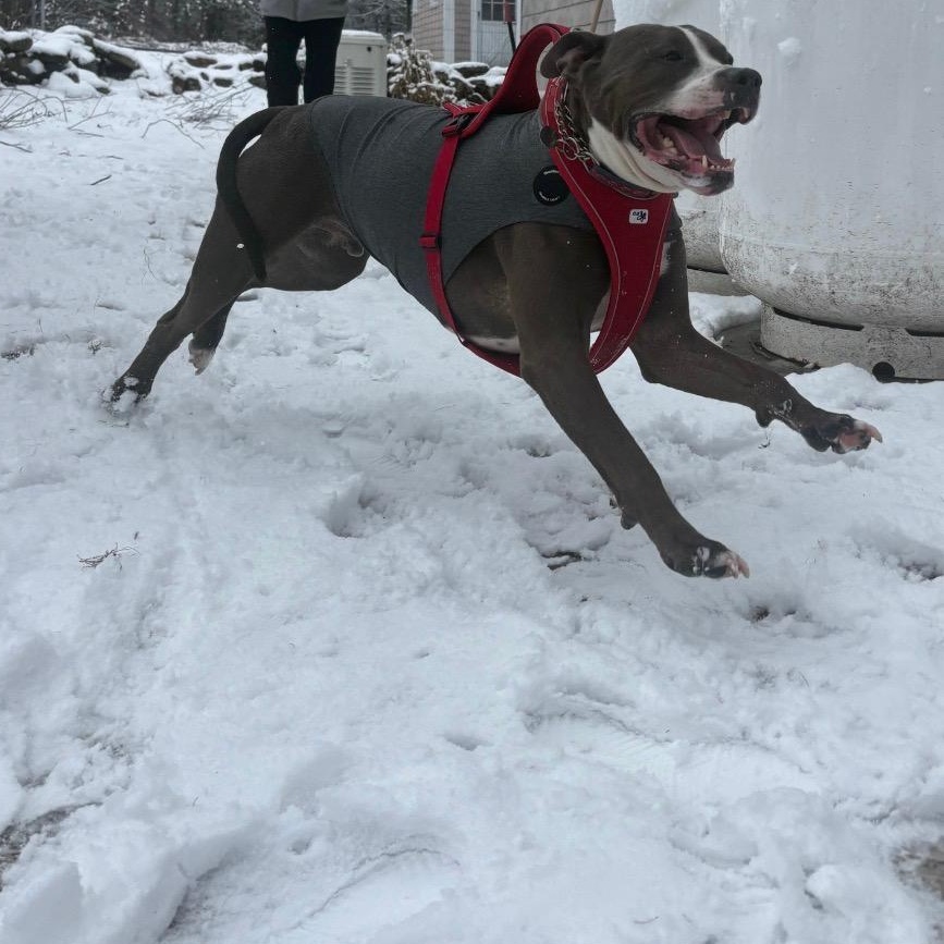 Enlarge Harold *Courtesy Post*, a Adoptable mixed breed in New Boston, NH image 4/6