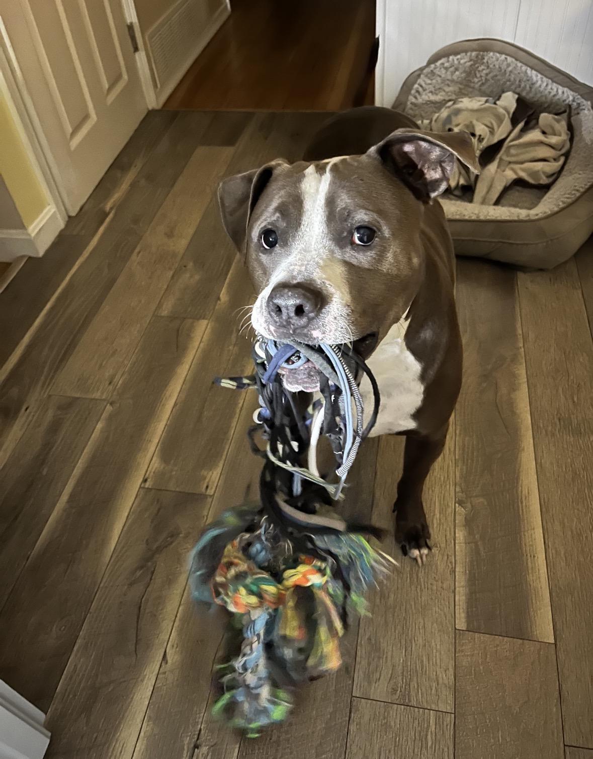 Harold *Courtesy Post*, a Adoptable mixed breed in New Boston, NH image 6/6