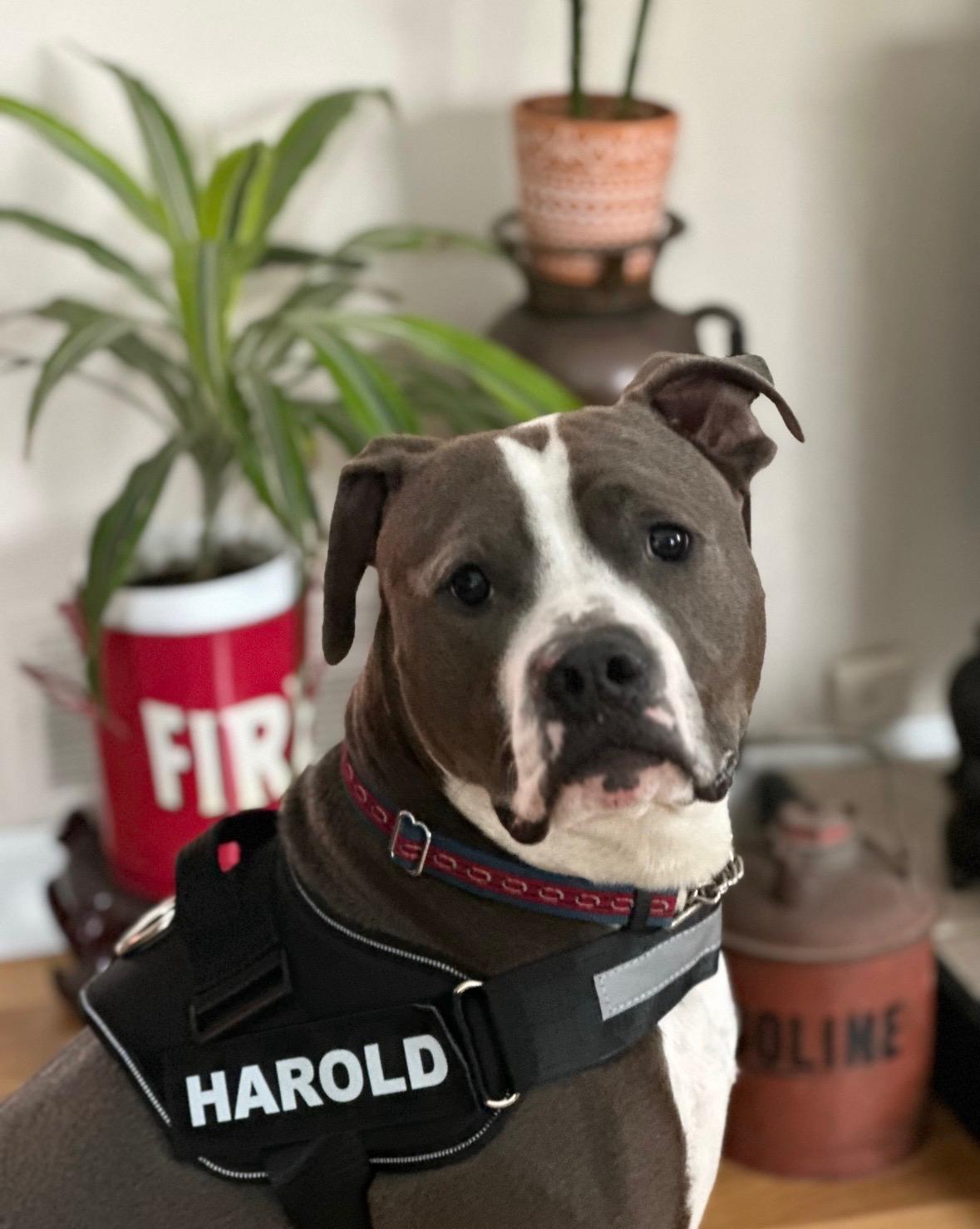 Enlarge Harold *Courtesy Post*, a Adoptable mixed breed in New Boston, NH image 6/6