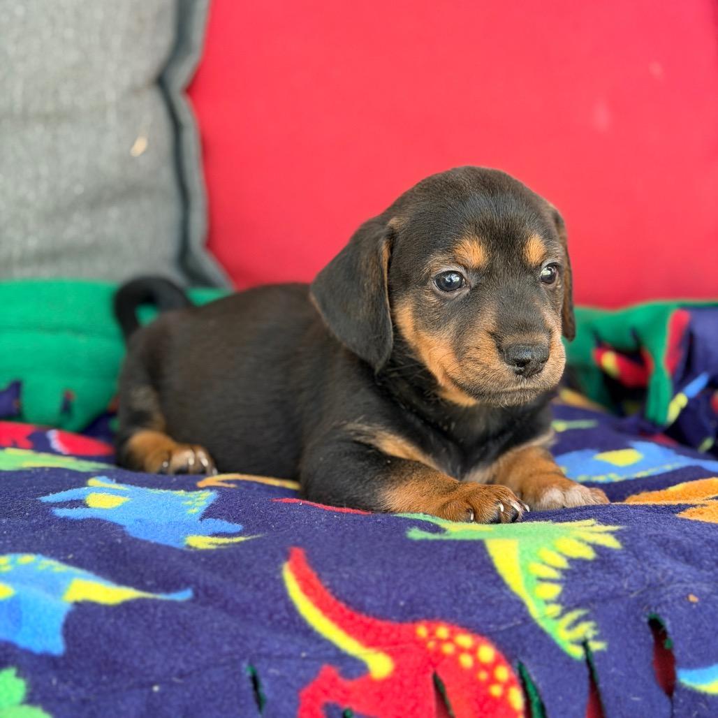 Enlarge Ozzy, a Adopted Mixed Breed in Branson, MO image 1/1