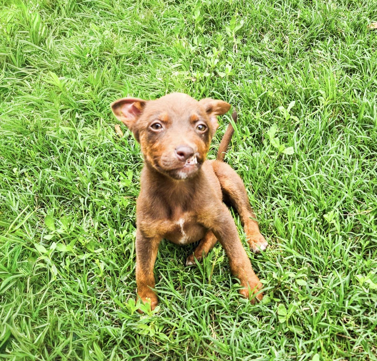 Enlarge Ozzy Pawzborne, a Adoptable Chihuahua in Fort Worth, TX image 3/4