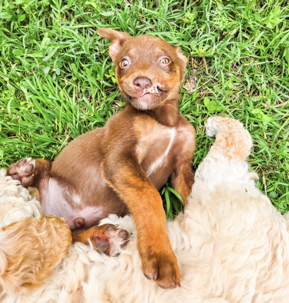 Enlarge Ozzy Pawzborne, a Adoptable Chihuahua in Fort Worth, TX image 2/4