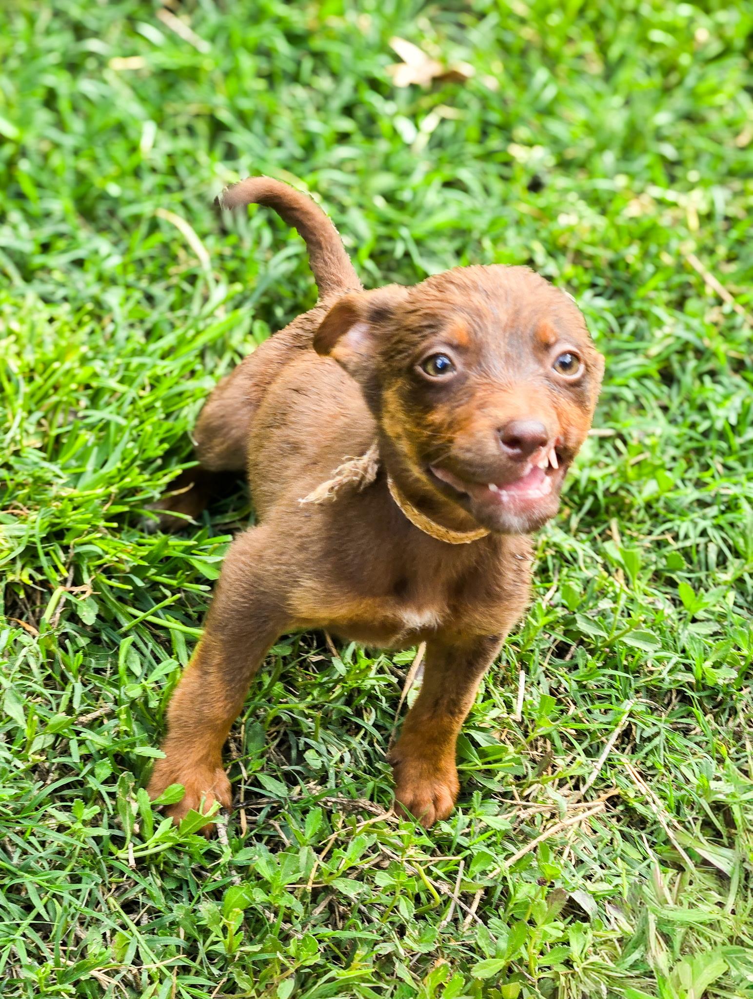 Ozzy Pawzborne, Adoptable, Puppy Male Chihuahua.