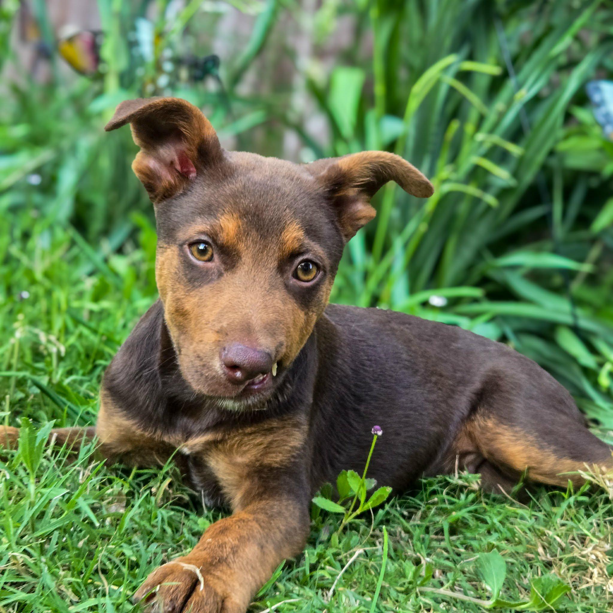 Ozzy Pawzborne, a Adoptable mixed breed in Houston, TX image 1/6