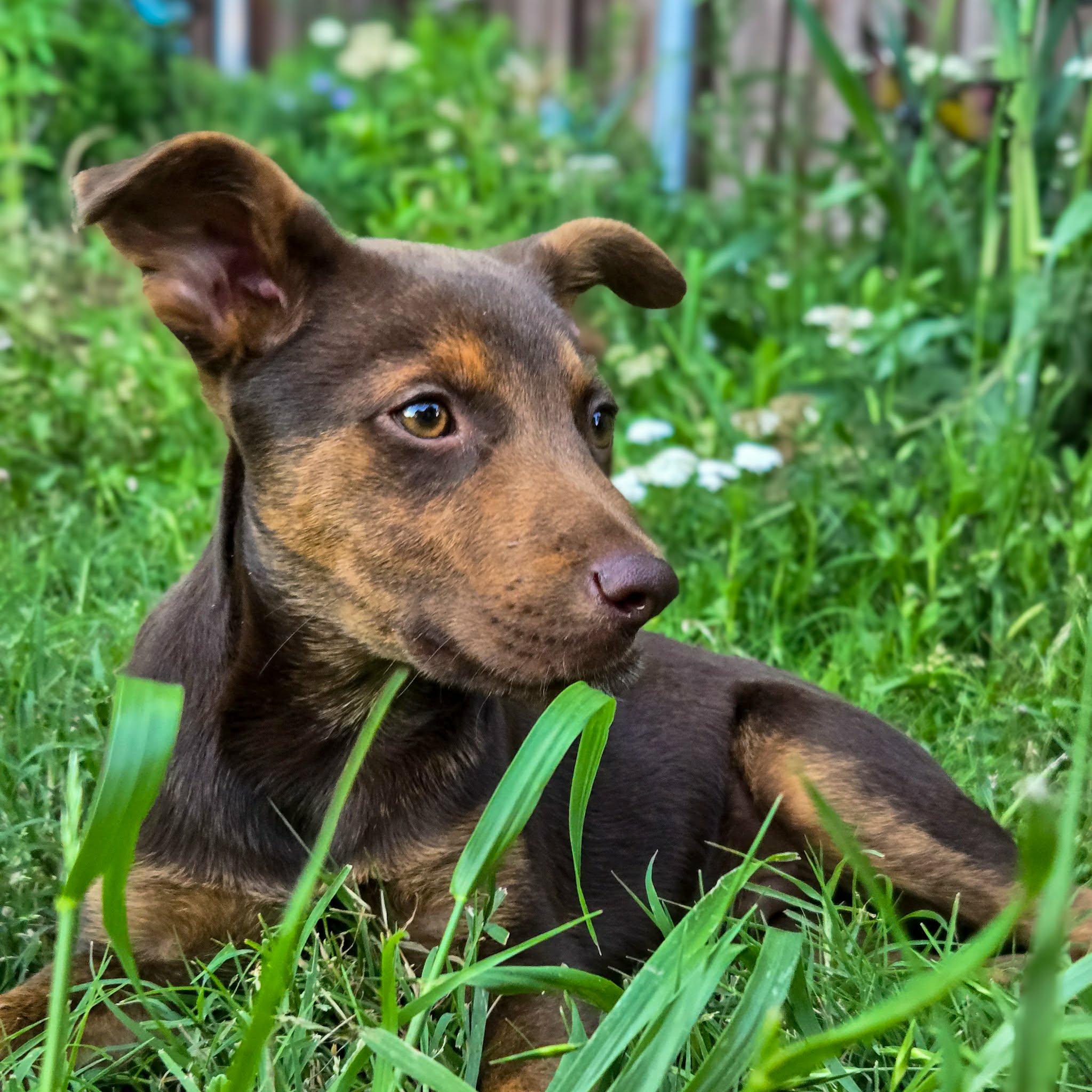 Ozzy Pawzborne, a Adoptable mixed breed in Houston, TX image 2/6