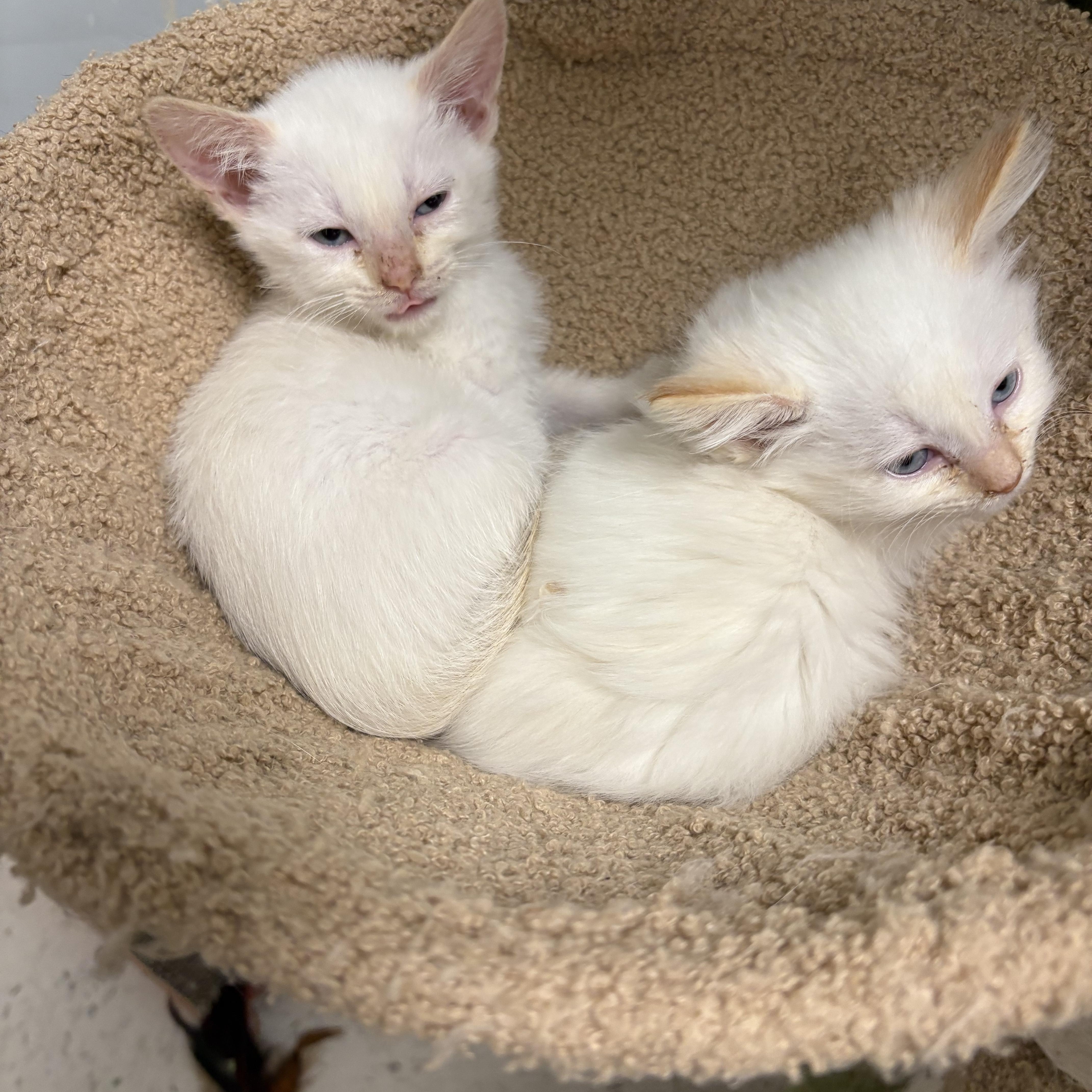 Enlarge Virgina , an adopted Siamese in Wayne , NJ image 3/4