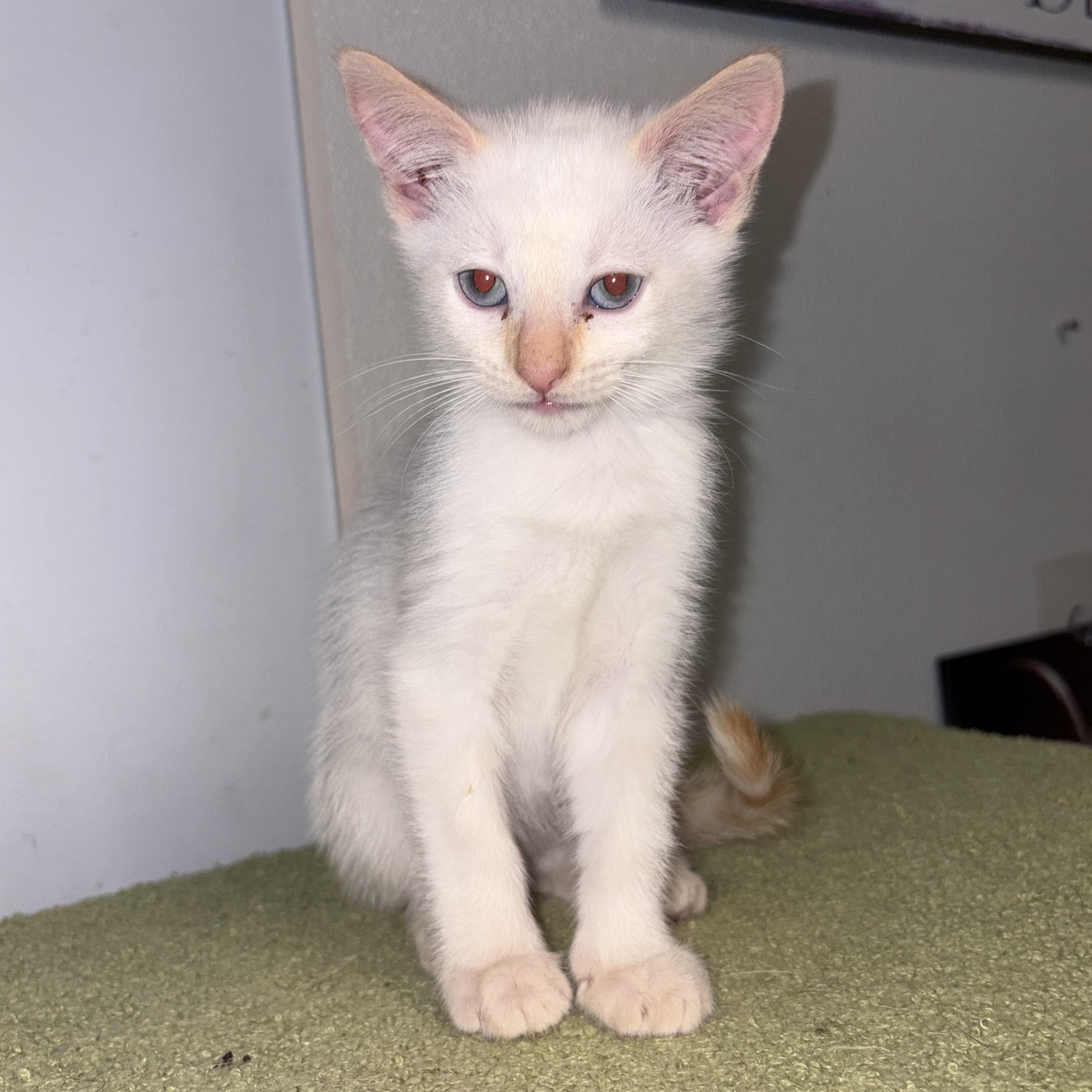 Enlarge Virgina , an adopted Siamese in Wayne , NJ image 2/4