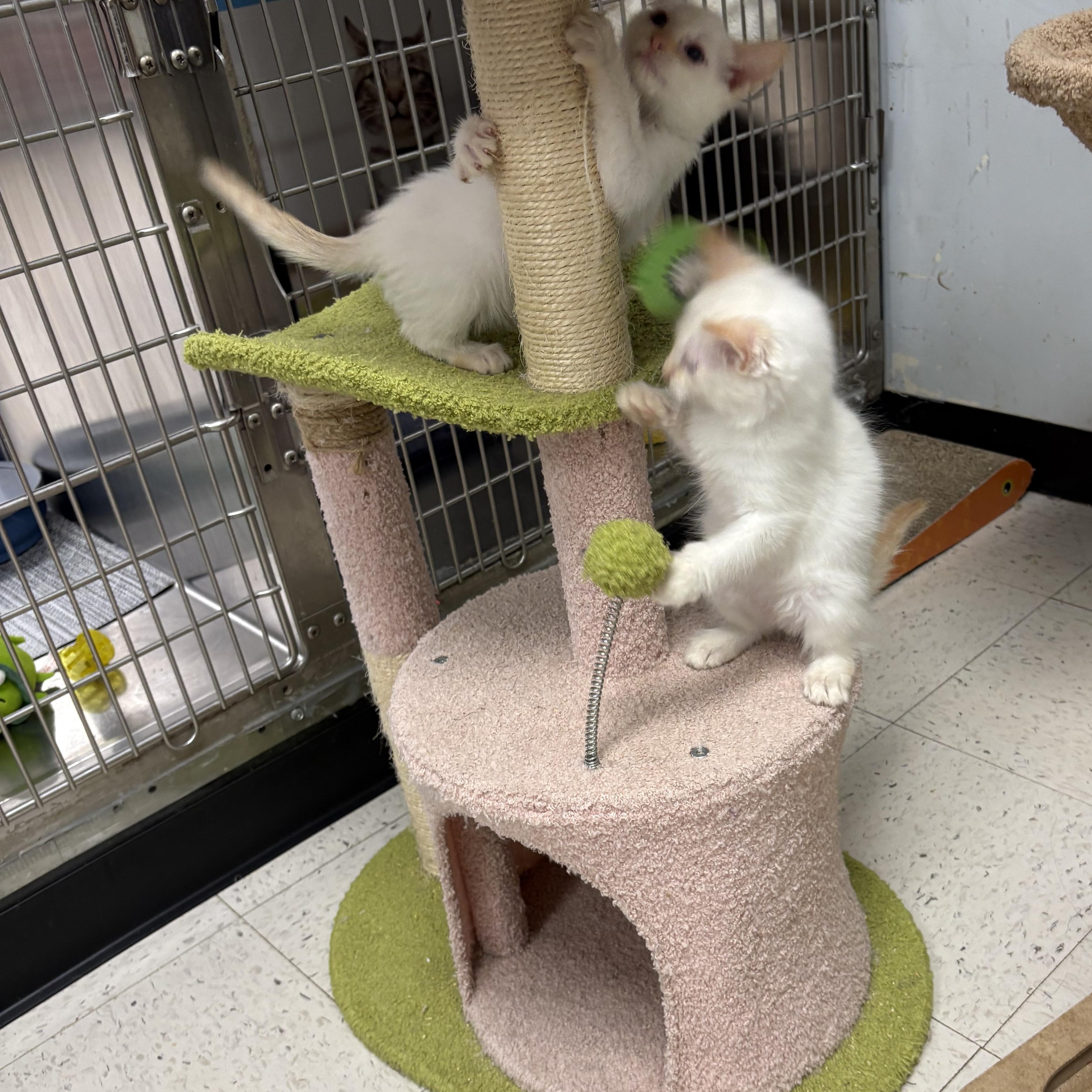 Enlarge Virgina , an adopted Siamese in Wayne , NJ image 4/4