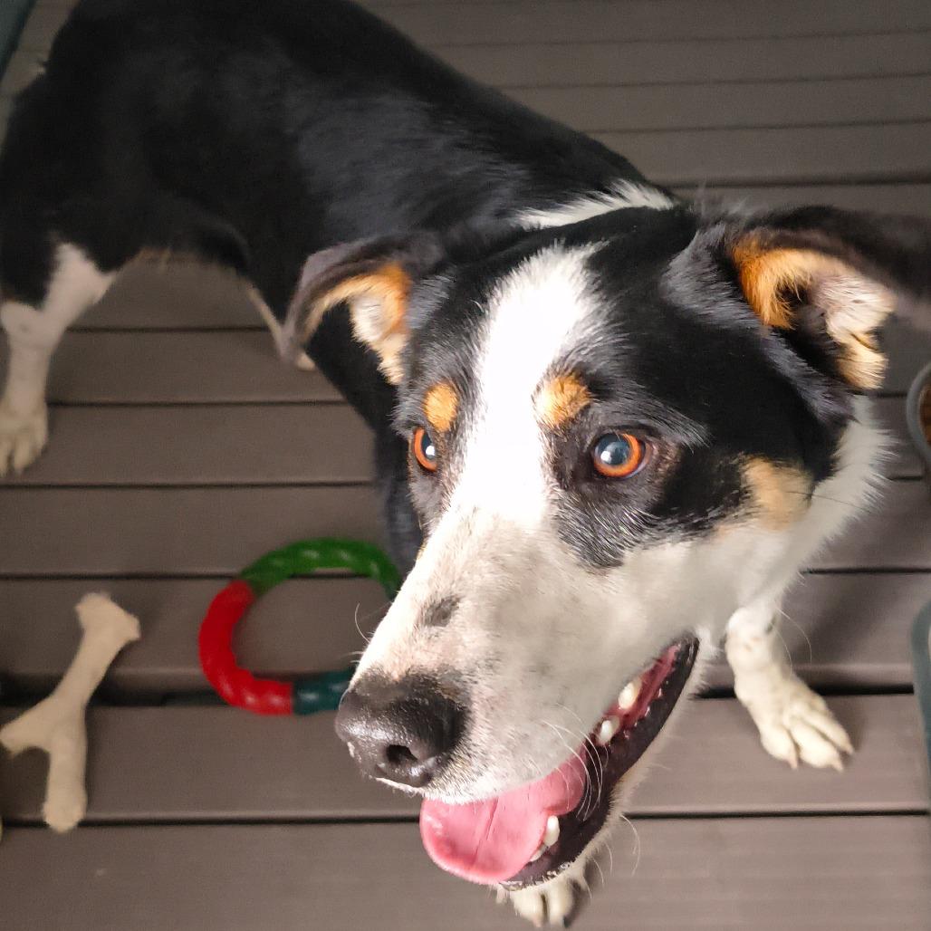 Enlarge Pixie, a Adoptable mixed breed in Moses Lake, WA image 1/3