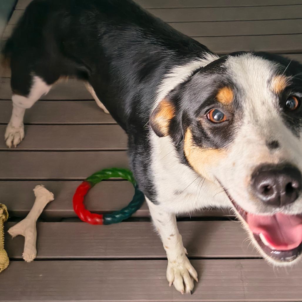 Enlarge Pixie, a Adoptable mixed breed in Moses Lake, WA image 3/3