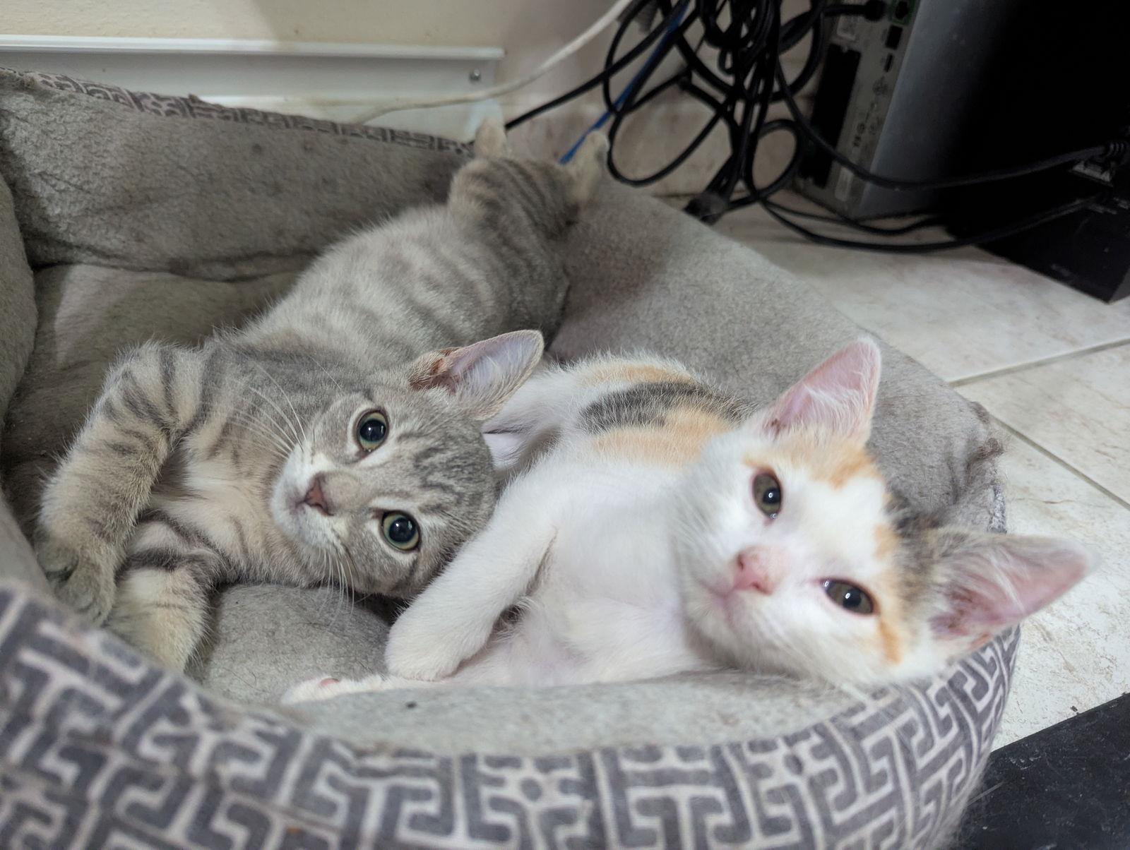 Enlarge Gravy, a Adoptable Domestic Short Hair in Orlando, FL image 1/3