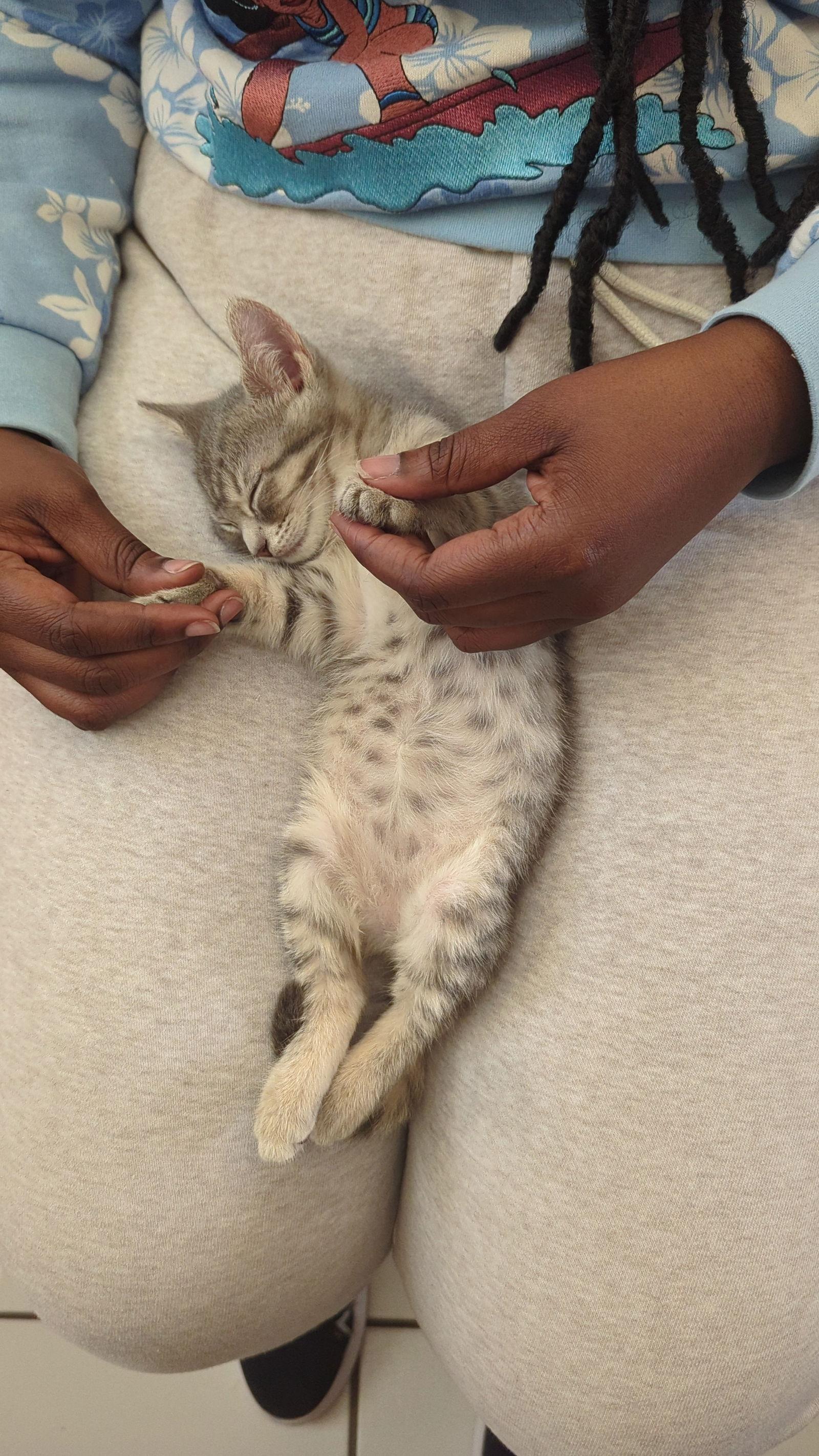 Enlarge Gravy, a Adoptable Domestic Short Hair in Orlando, FL image 2/3