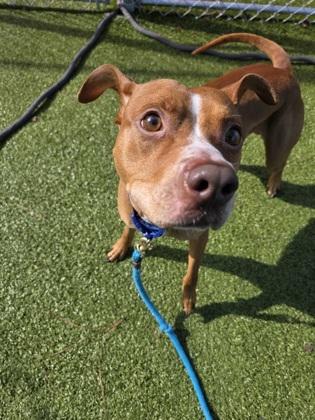 Enlarge Roscoe, a Adoptable Mixed Breed in Savannah, GA image 1/2