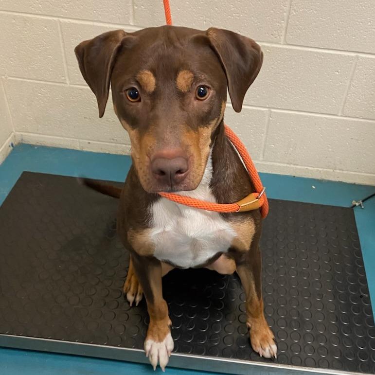 Scooby, Adoptable, Adult Male Mixed Breed.