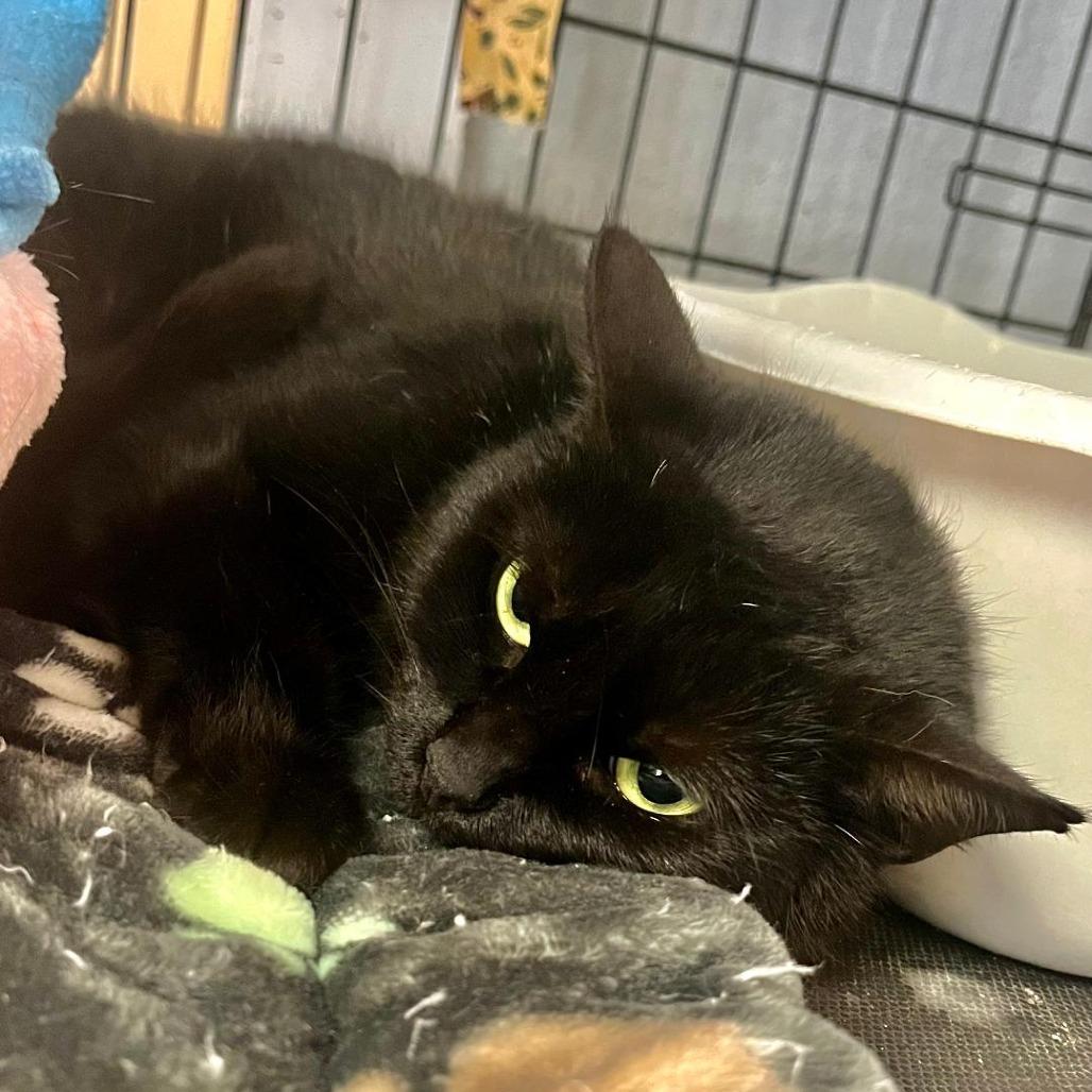 Calliope, Adoptable, Adult Female Domestic Short Hair.