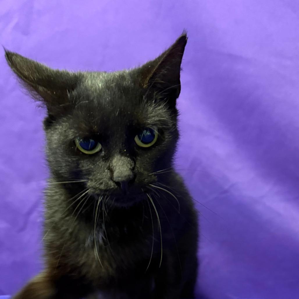 Enlarge Calliope, a Adoptable Domestic Short Hair in North Myrtle Beach, SC image 2/2