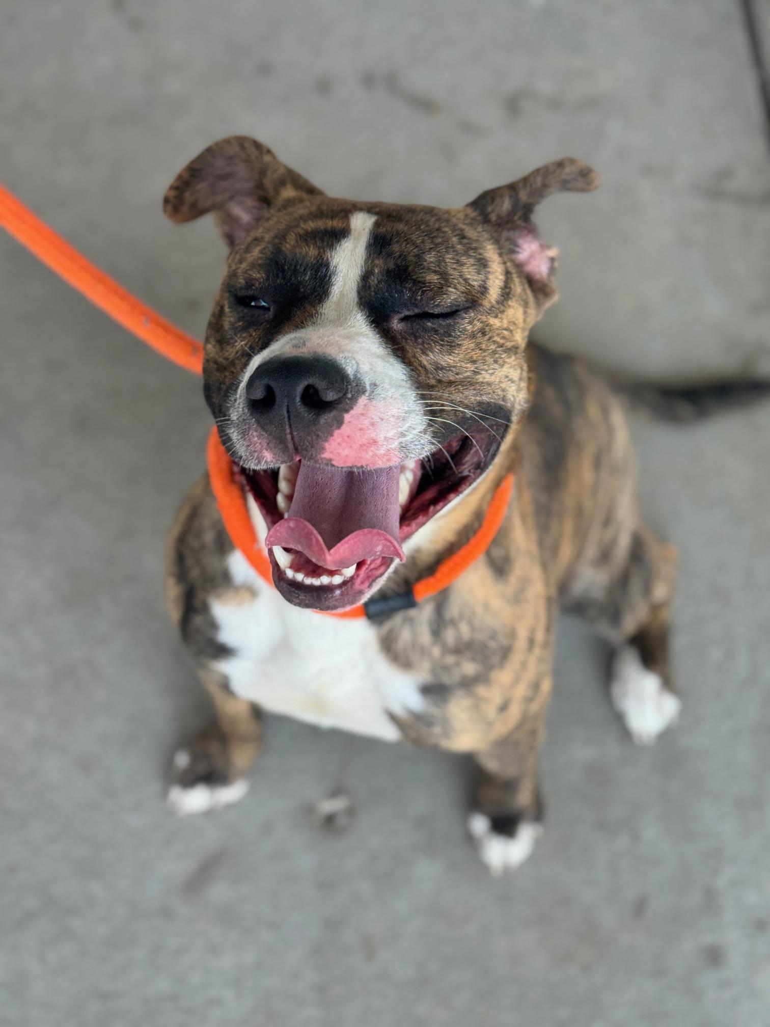 Boa, ADOPTABLE, Adult Female Pit Bull Terrier.