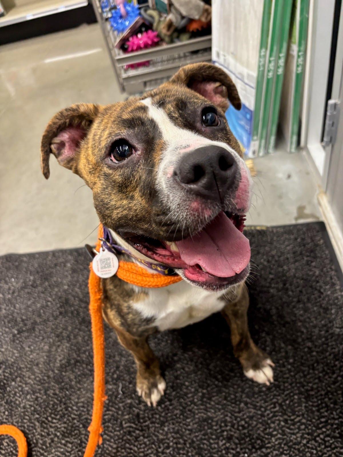 Enlarge Boa, a ADOPTABLE mixed breed in Benton Harbor, MI image 5/6