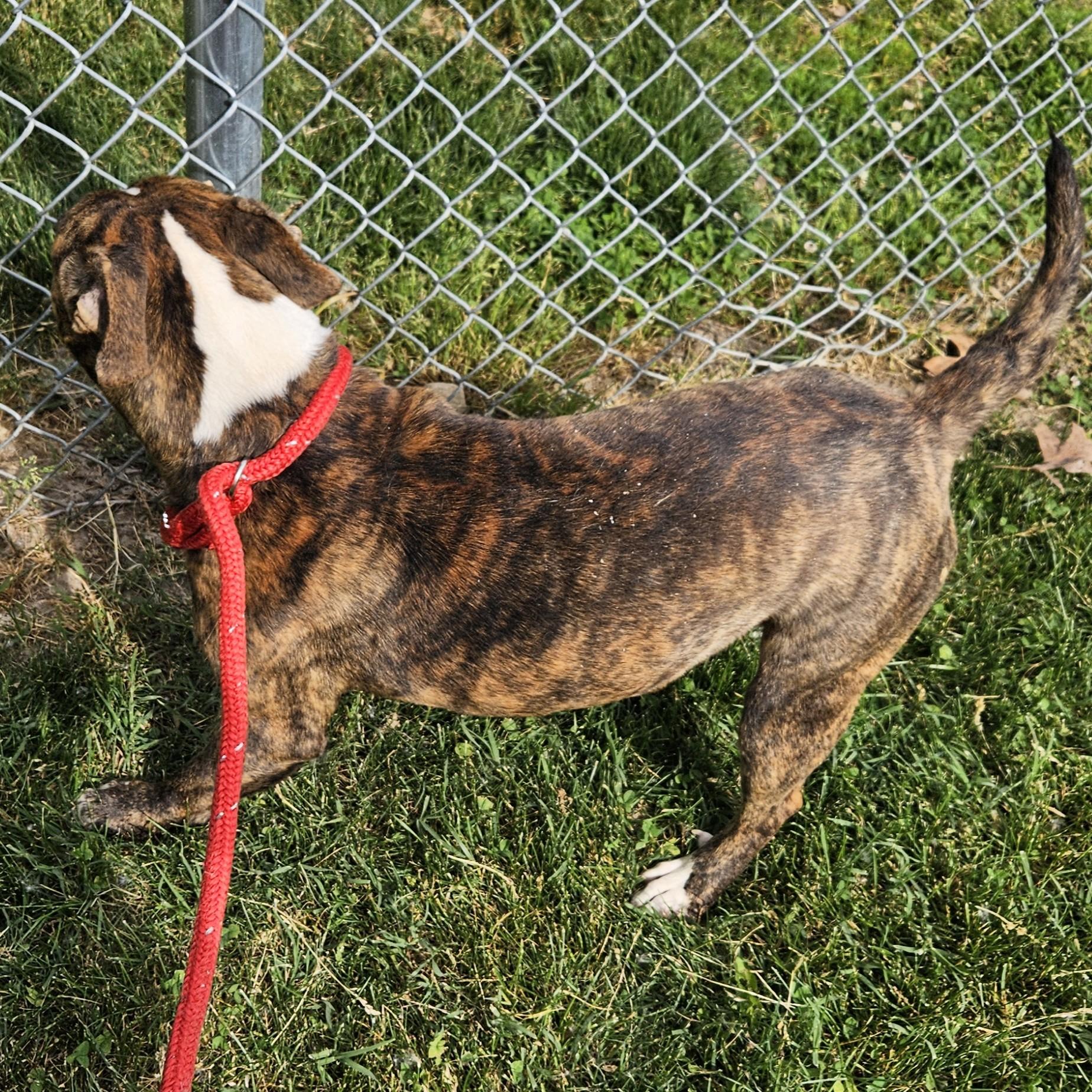 Boa, a ADOPTABLE mixed breed in Benton Harbor, MI image 3/4