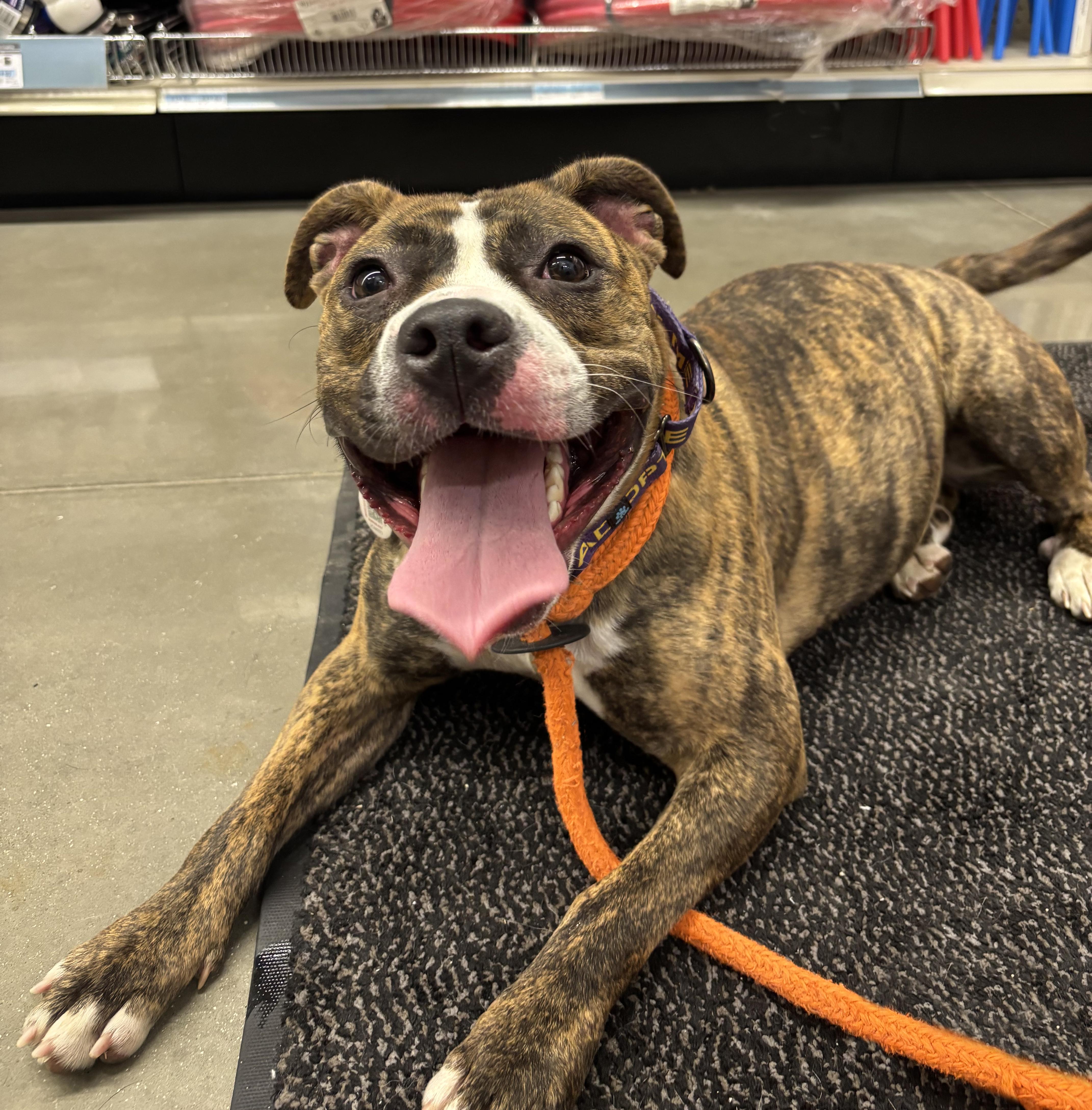 Boa, a ADOPTABLE mixed breed in Benton Harbor, MI image 5/6