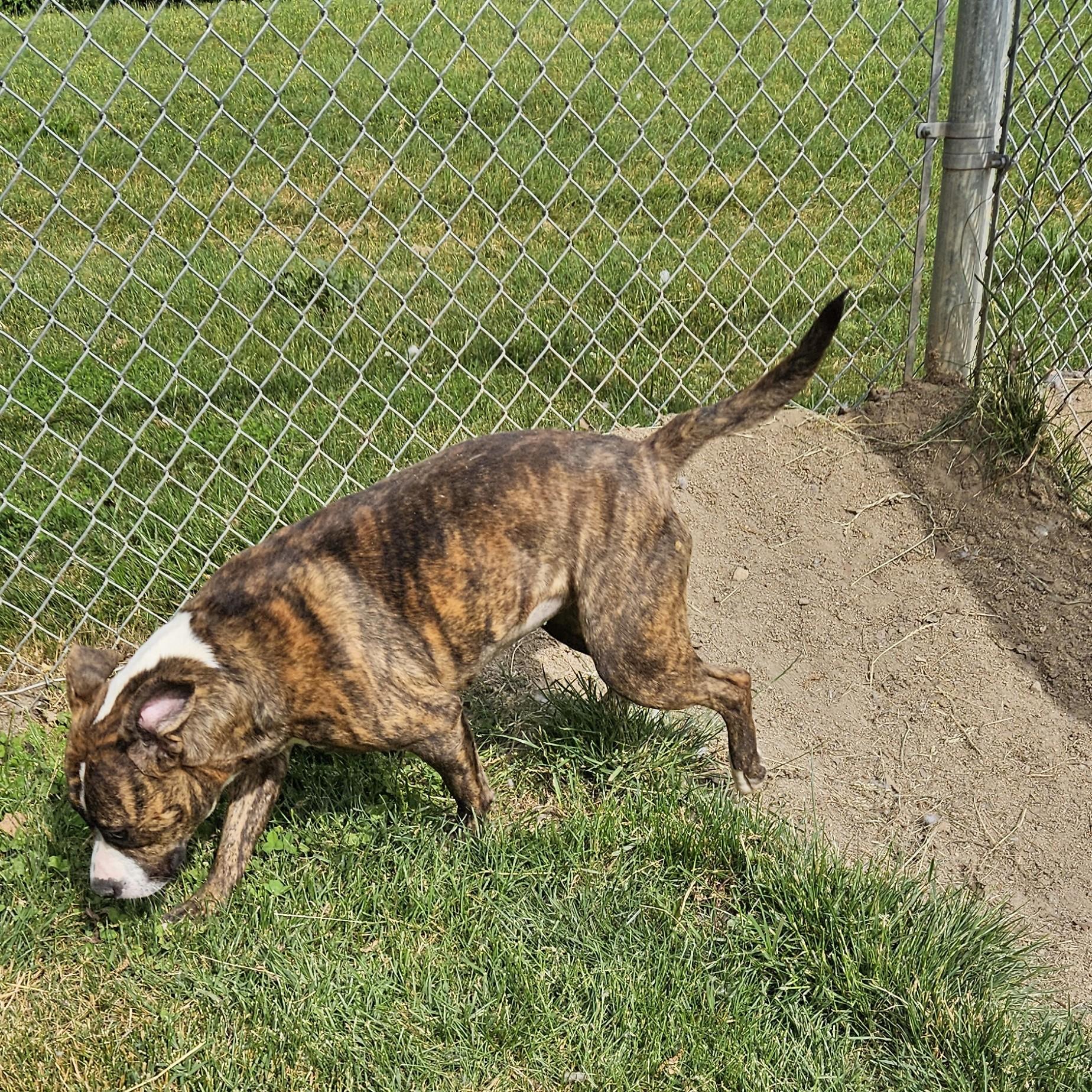 Boa, a ADOPTABLE mixed breed in Benton Harbor, MI image 4/4