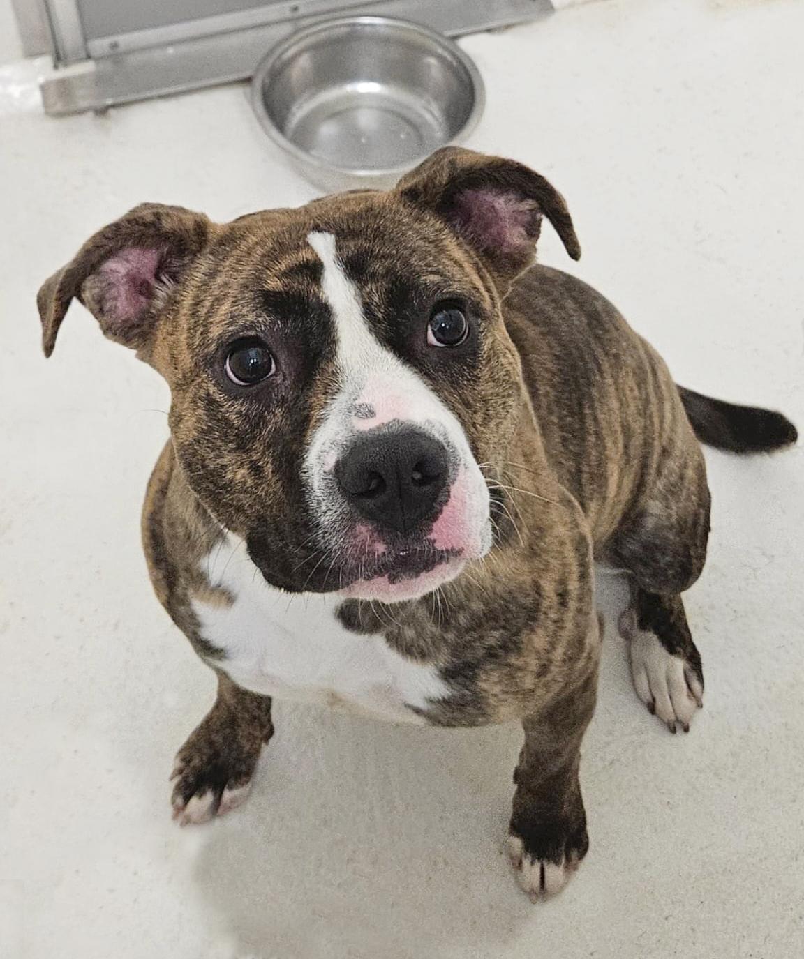 Boa, a ADOPTABLE mixed breed in Benton Harbor, MI image 4/6
