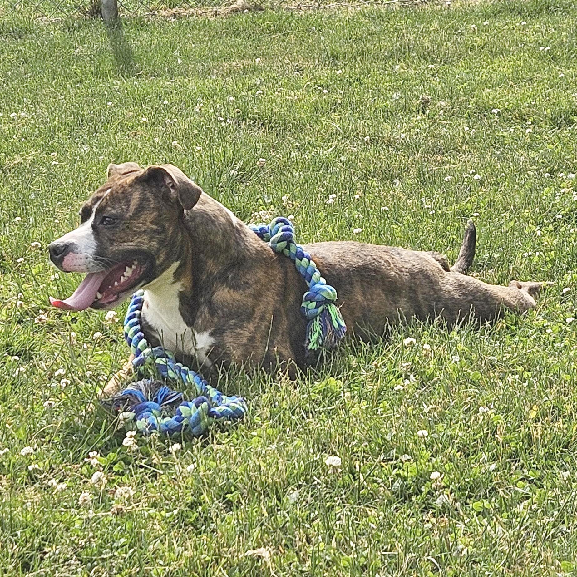 Boa, ADOPTABLE, Adult Female Pit Bull Terrier.