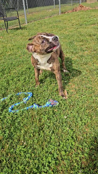 Enlarge Boa, a ADOPTABLE mixed breed in Benton Harbor, MI video 2/4