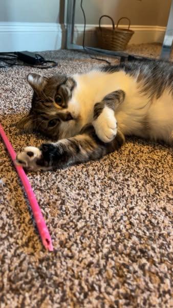 Enlarge Loaded Baked Potato, a Adoptable Domestic Short Hair in Wilmington, NC image 2/3