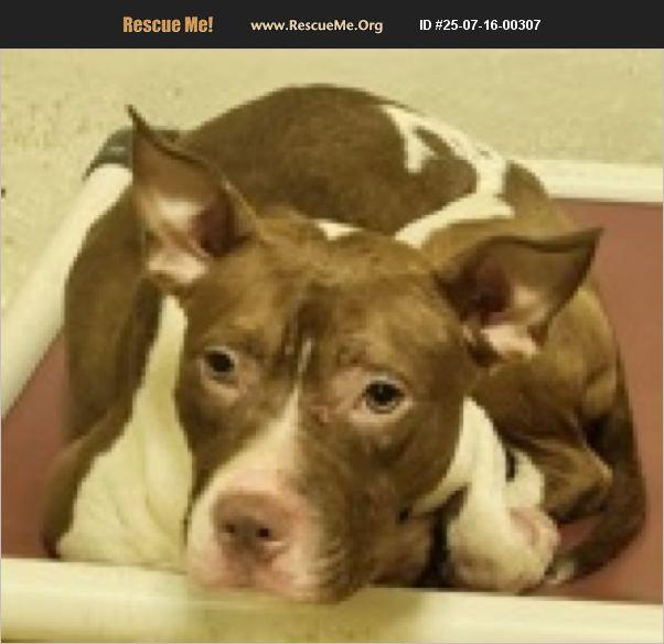 Lilith, an adoptable Pit Bull Terrier Mix in Jackson, GA_image-1