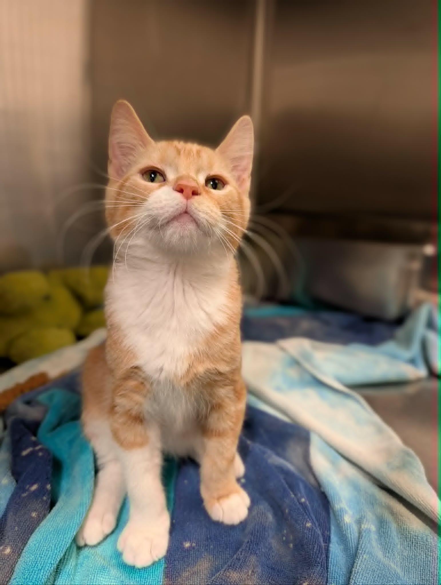 Trolli, adopted, Kitten Male Domestic Short Hair.
