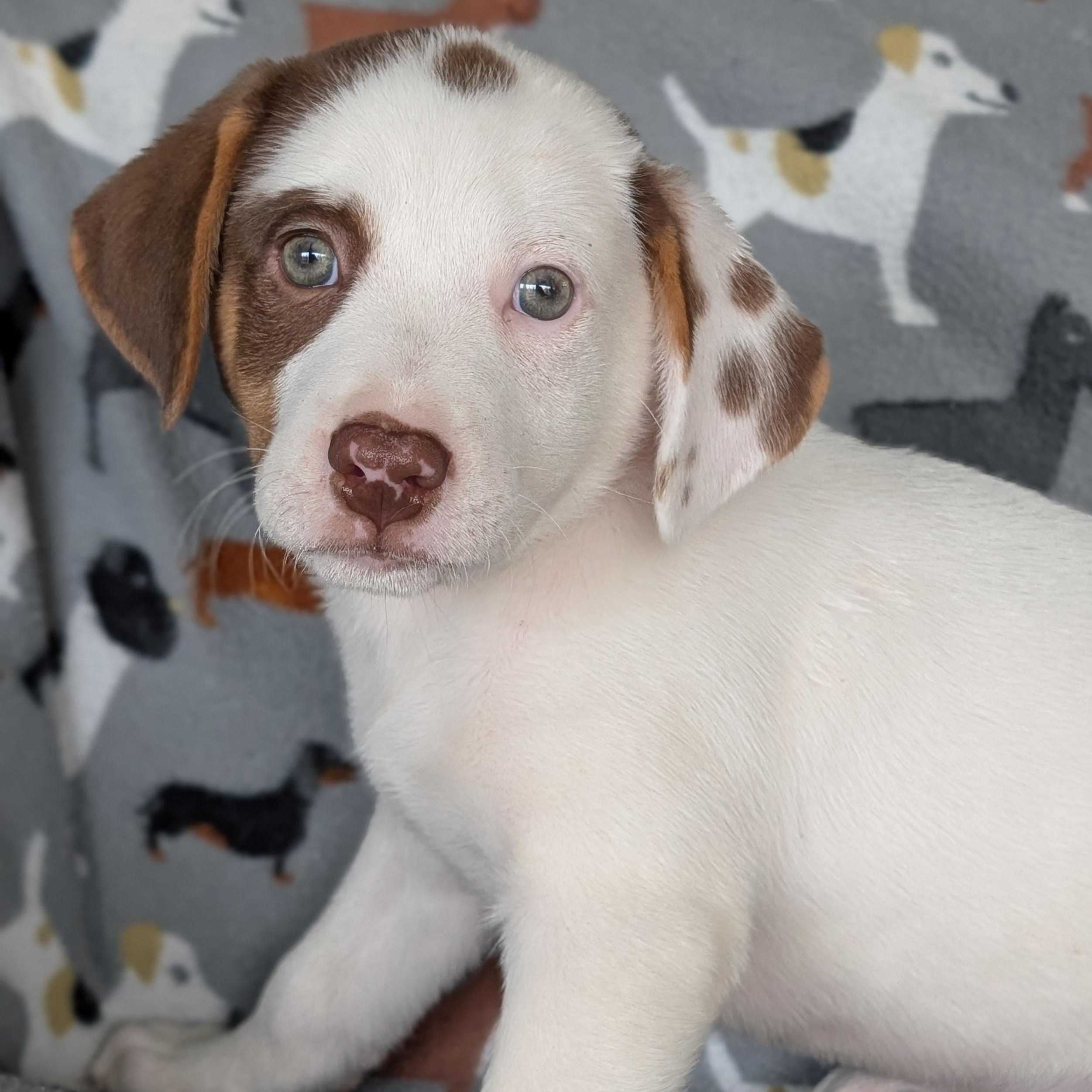 Gelato, an adopted mixed breed in Baton Rouge, LA image 4/4