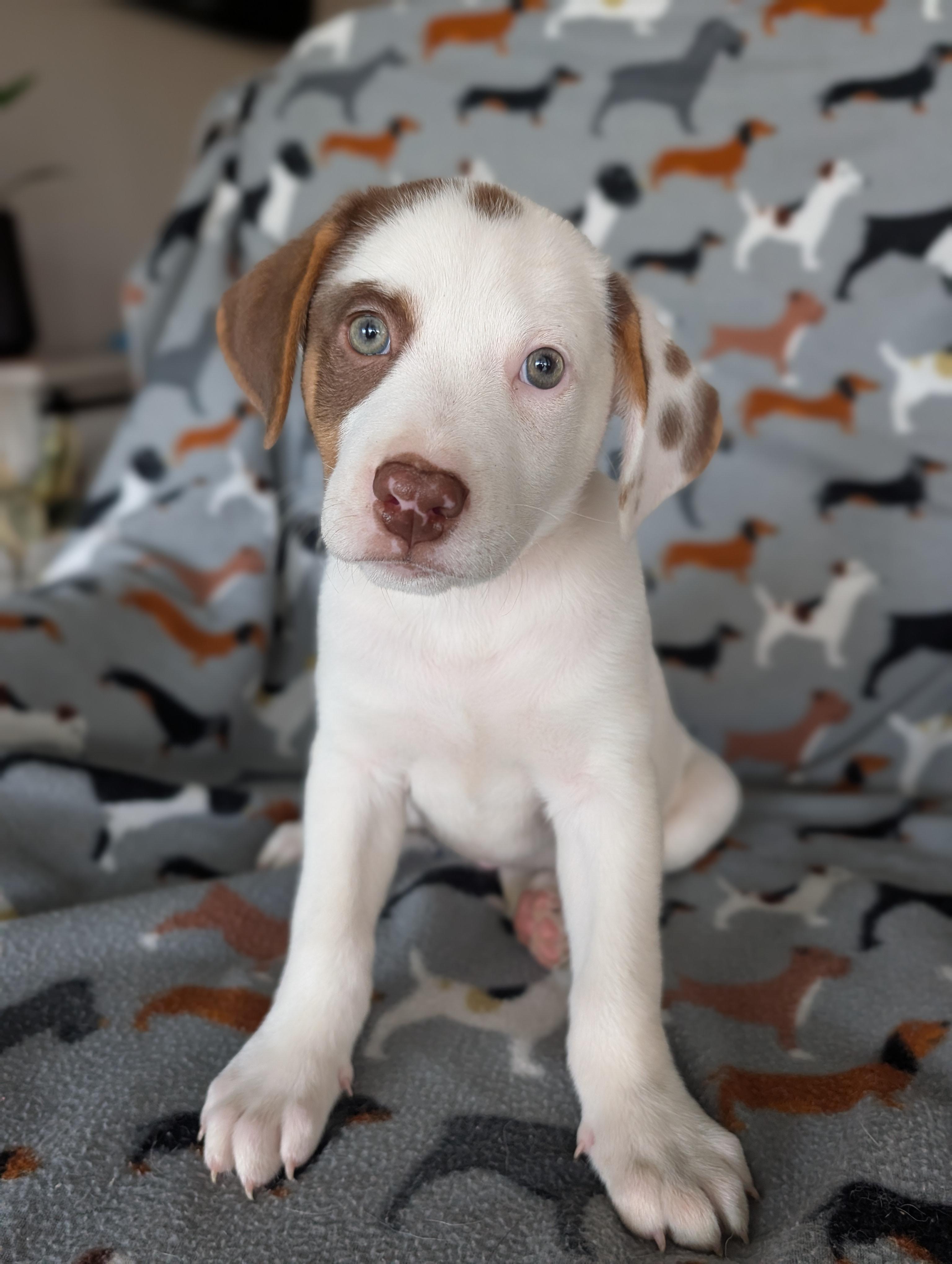 Gelato, an adopted mixed breed in Baton Rouge, LA image 1/4