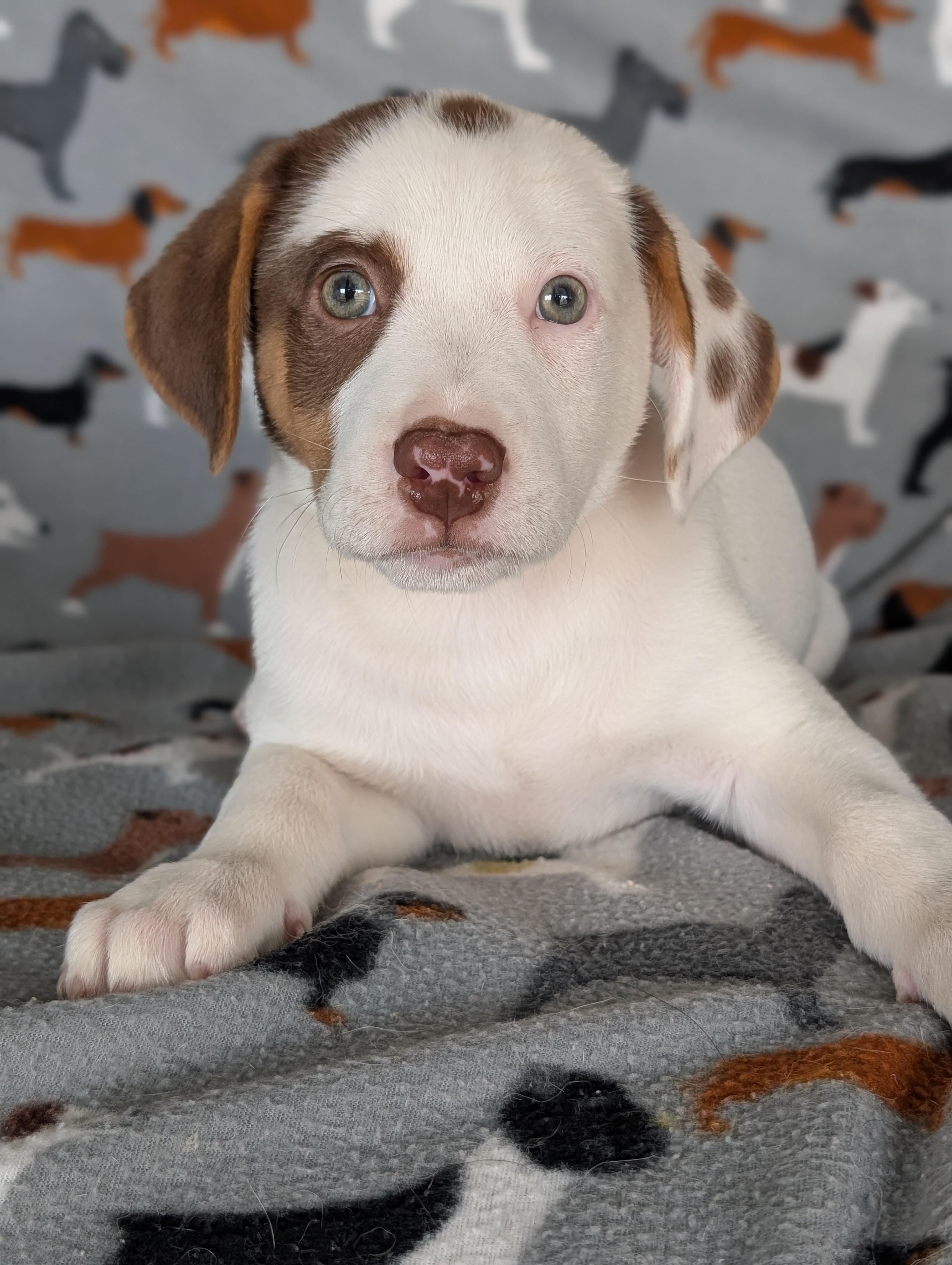 Gelato, an adopted mixed breed in Baton Rouge, LA image 3/4