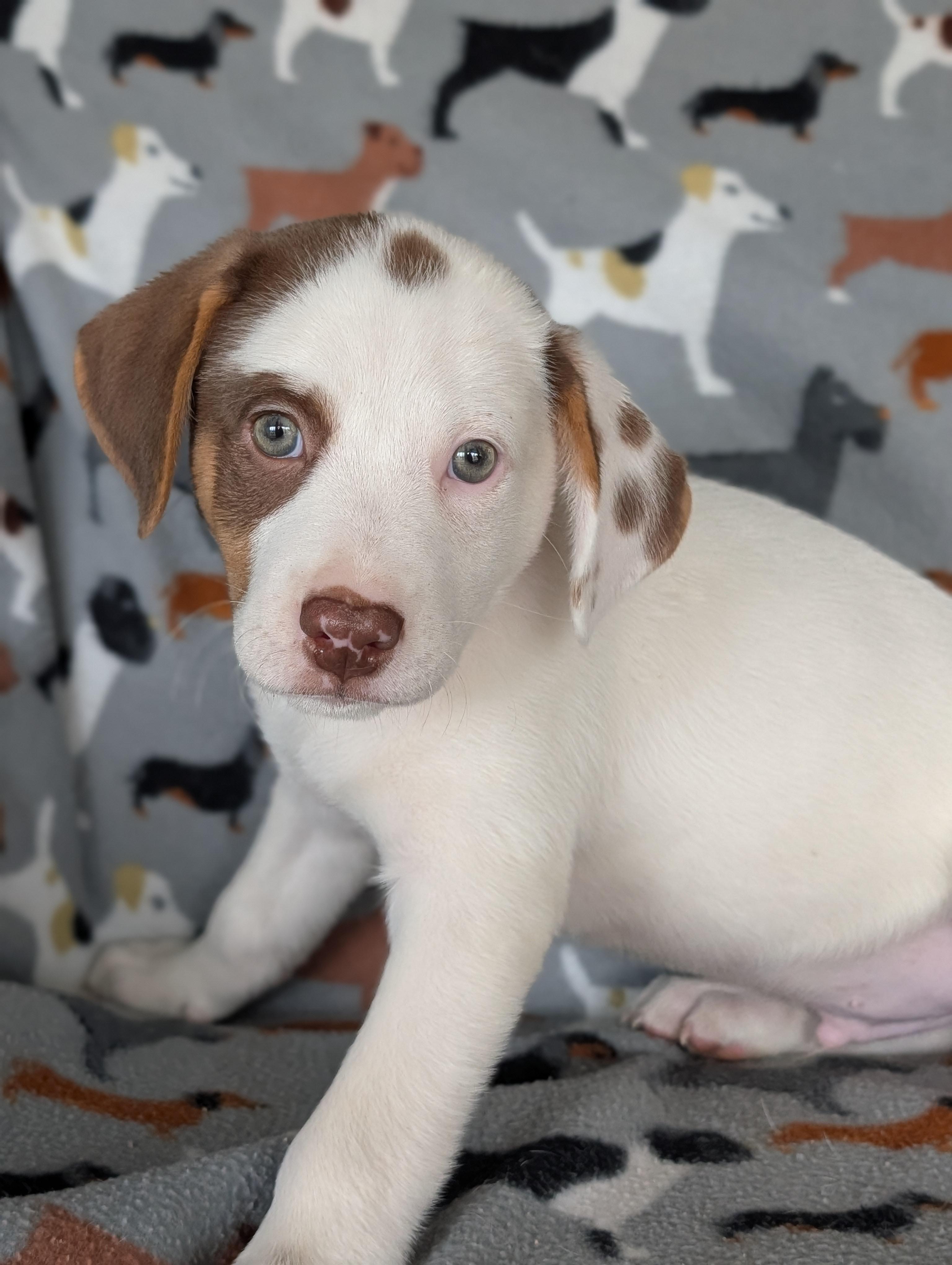 Gelato, an adopted mixed breed in Baton Rouge, LA image 2/4