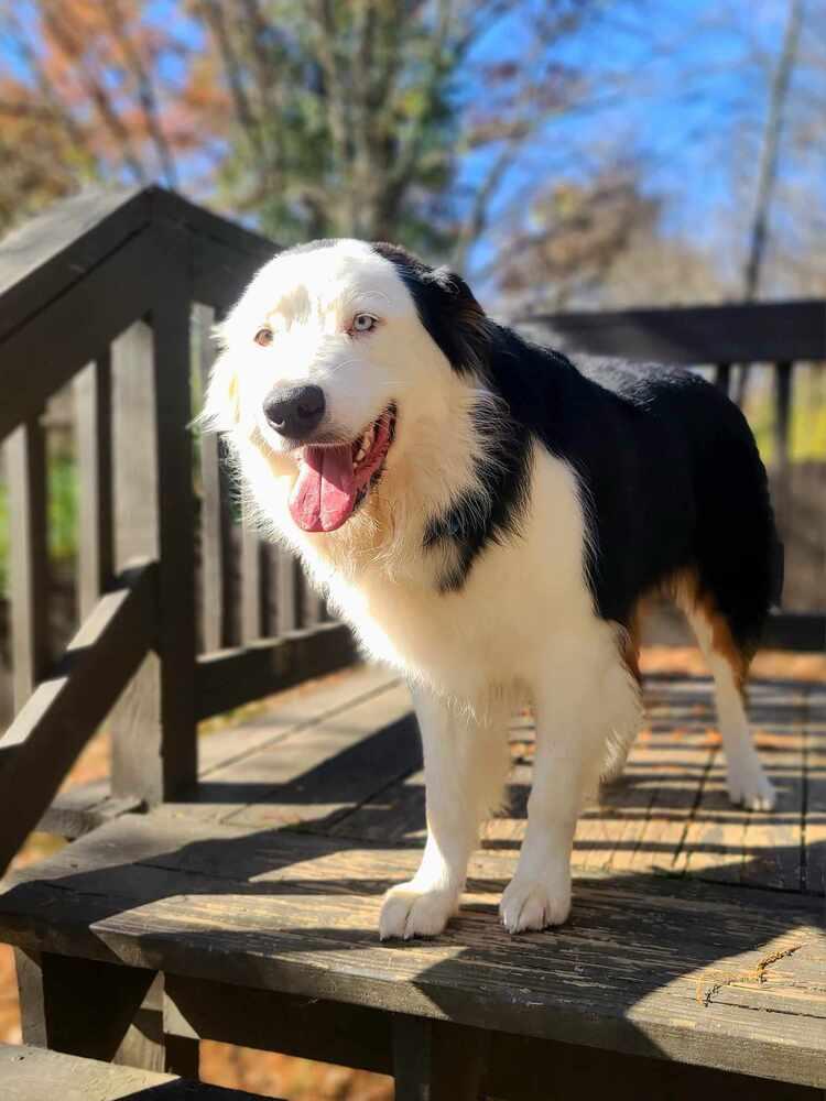 Dade, Adoptable, Young Male Australian Shepherd.