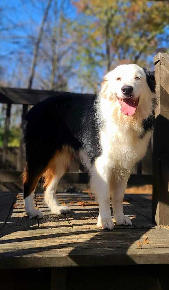 Enlarge Dade, a Adoptable Australian Shepherd in Troy, IL image 2/5
