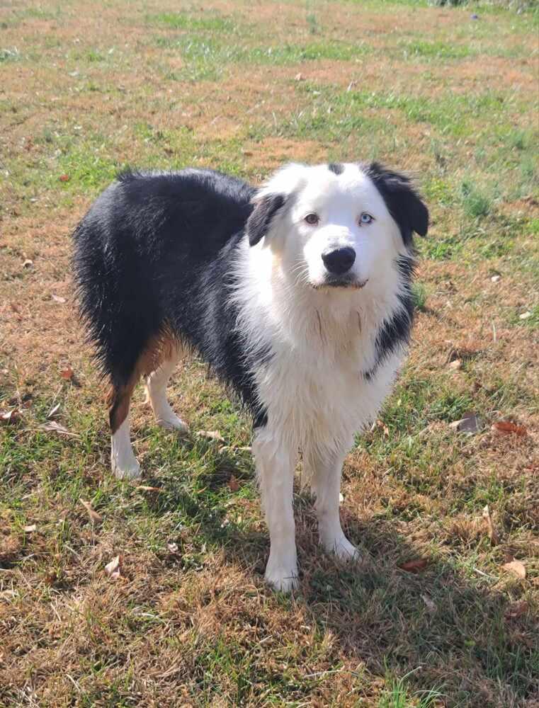 Enlarge Dade, a Adoptable Australian Shepherd in Troy, IL image 3/5
