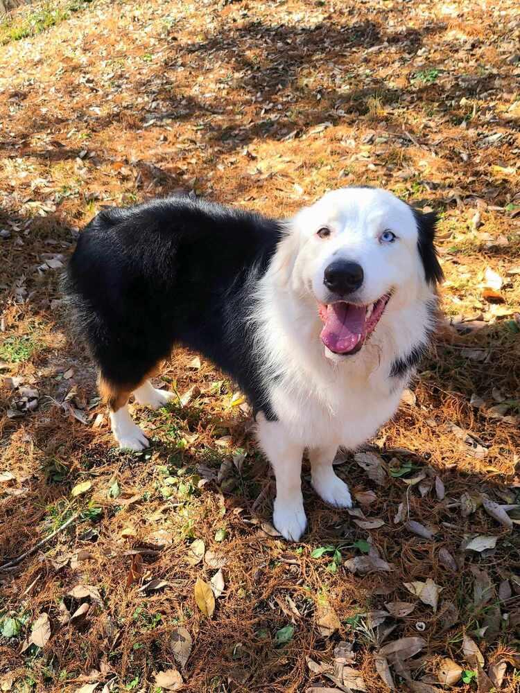 Enlarge Dade, a Adoptable Australian Shepherd in Troy, IL image 4/5