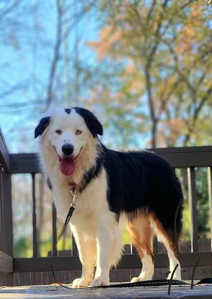 Enlarge Dade, a Adoptable Australian Shepherd in Troy, IL image 5/5