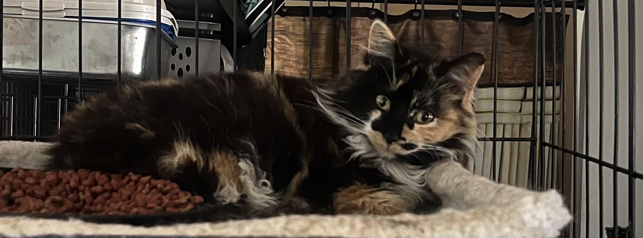 Enlarge CUDDLY CHERRY!, an adopted mixed breed in Danbury, CT image 2/3