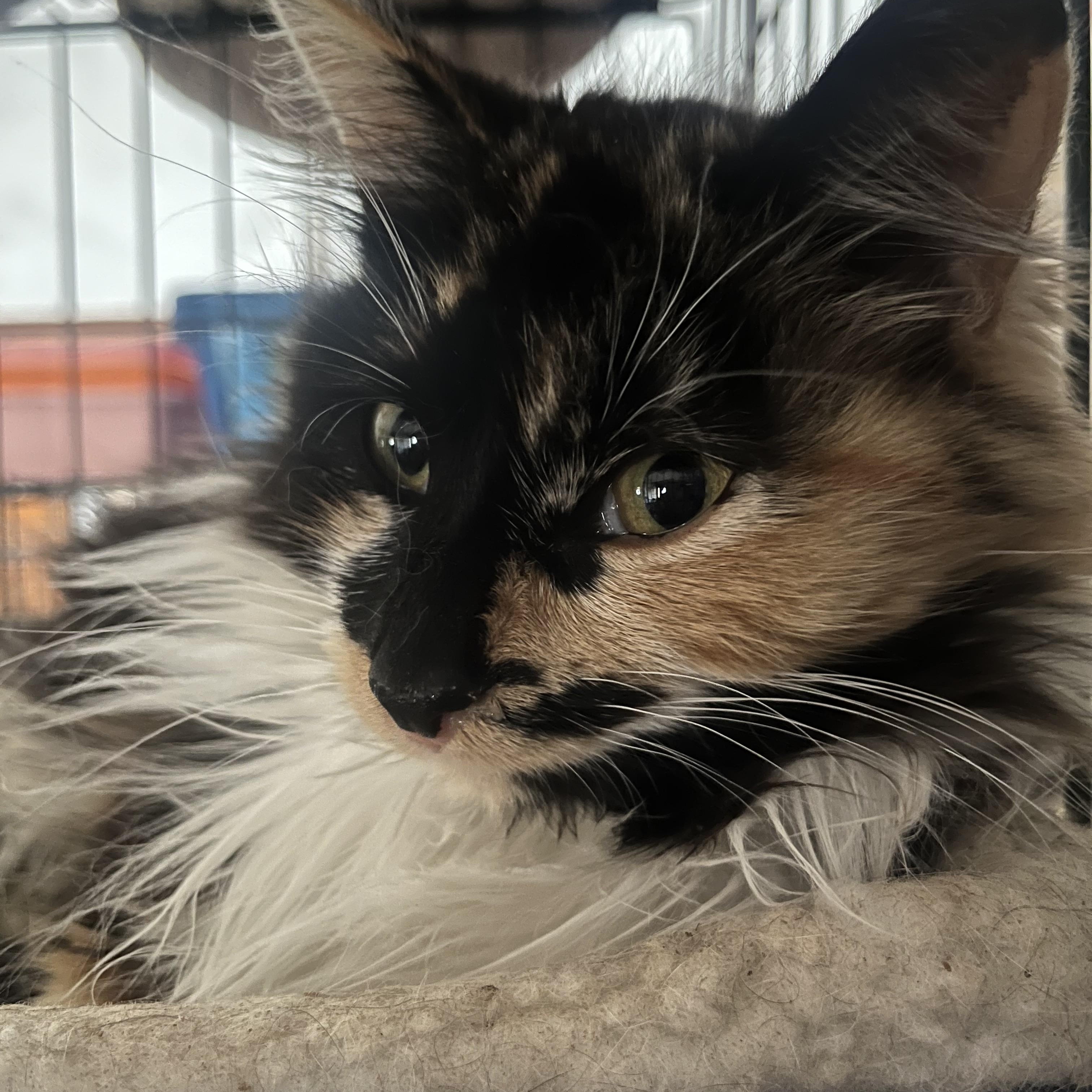 CUDDLY CHERRY!, adopted, Kitten Female Maine Coon.