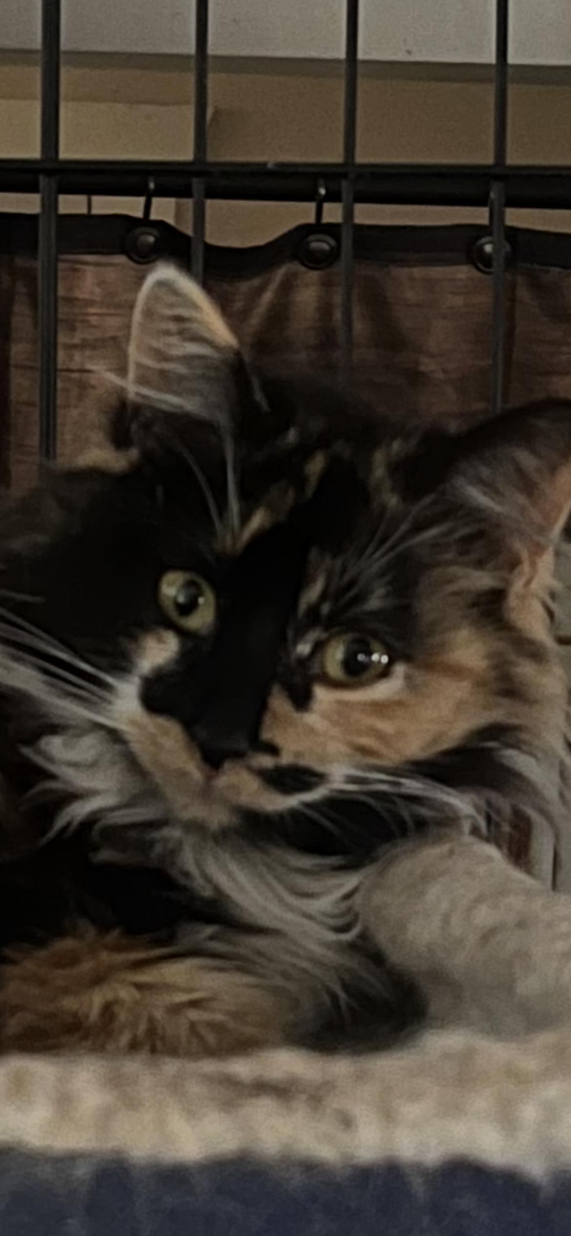 Enlarge CUDDLY CHERRY!, an adopted mixed breed in Danbury, CT image 3/3