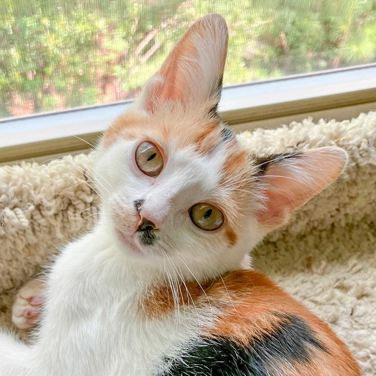 Enlarge Betty, a Adoptable Domestic Short Hair in Chapel Hill, NC image 1/2